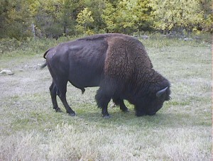 A large bull posing by the roadside