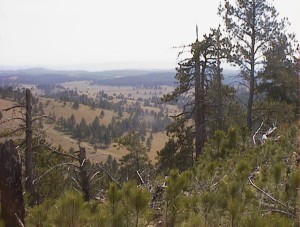 View from a hill in Wind Cave NP, SD