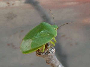 Testing the new camera's macro capability on a Green Stinkbug