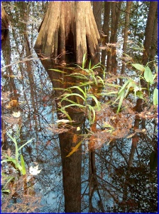 One cypress