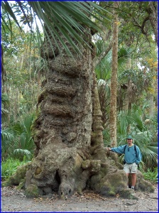 Sterling at the Thousand Year Old Oak