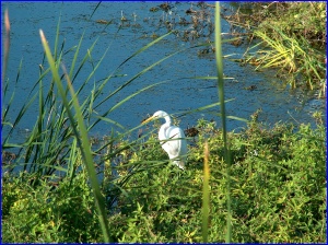 GreatEgret