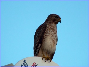 ImmBroadwinged