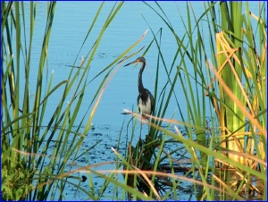 LouisianaHeron