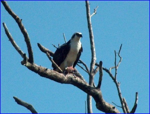 Osprey