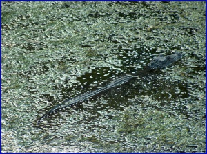 SmallGator