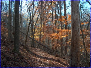 A trail in Norris Dam State Park, TN