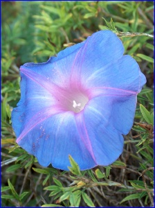 Blue Morning Glory