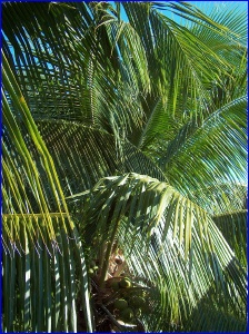 Fronds