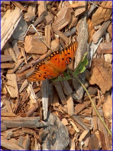 Gulf Fritillary