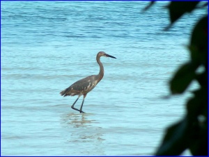 Little Blue Heron, just coming into his adult plumage