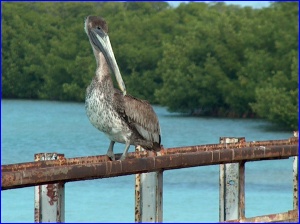 Brown Pelican