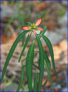 Poinsettia pinetorum (?)