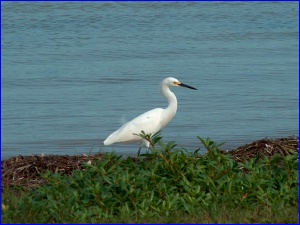 Snowy Egret