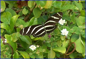 Zebra butterfly