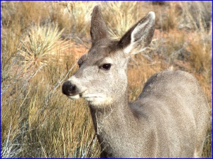 Deer at close quarters