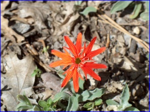 CA Indian Pink