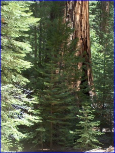 There's a giant lurking in the forest