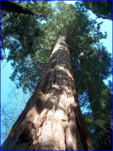 Looking Up