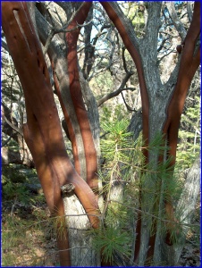 Manzanita Trunks