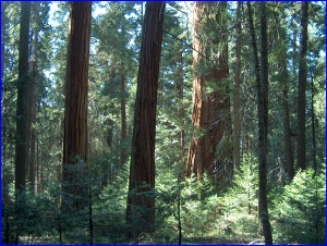 Redwood Grove