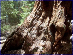Sequoia Bark