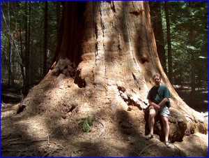 Sterling & Sequoia