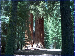 Twin Giants