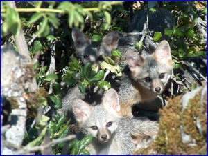 3 Foxes