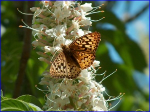 Butterfly On Flowers