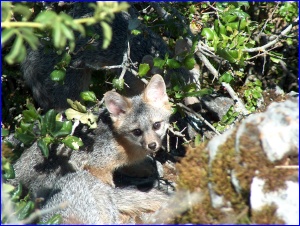 Gray Fox Kits
