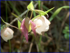 Hanging Flowers