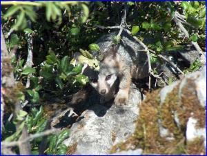 Hiding Fox