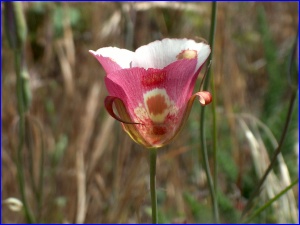Lily (side view)