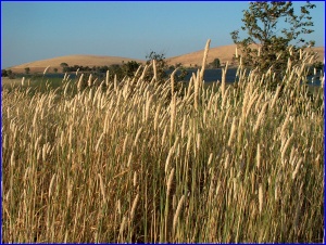 San Luis Grasses