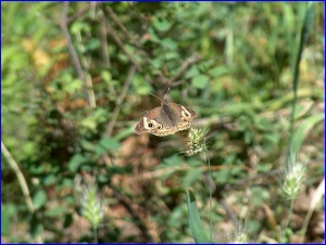 Spotted Butterfly