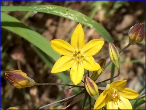 Yellow Flowers