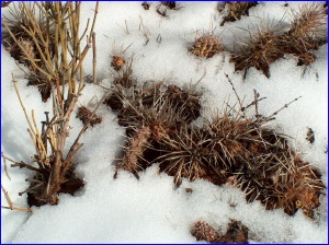 Cactus in snow