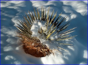 Yucca in, you guessed it, snow