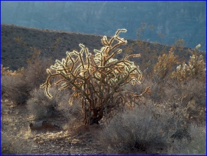Backlit Cholla