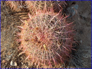 Barrel Cactus