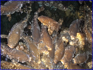 Feeding Frenzy