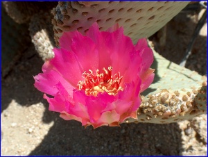 Beavertail Cactus