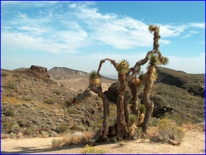 Bizarre Joshua Tree
