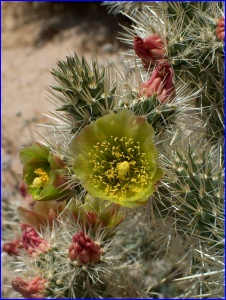 Golden Cholla