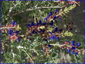 Indigo Bush