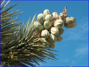 Joshua Tree Fruit
