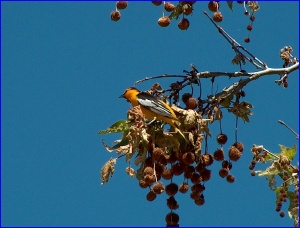 Bullock's Oriole (male)