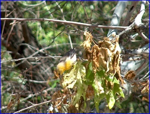 Bullock's Oriole (female)