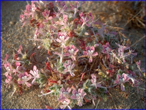Pink Flower
